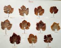 _111807r_small.jpg